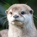 the_loutre_