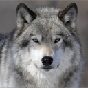 Icon Wolfpower